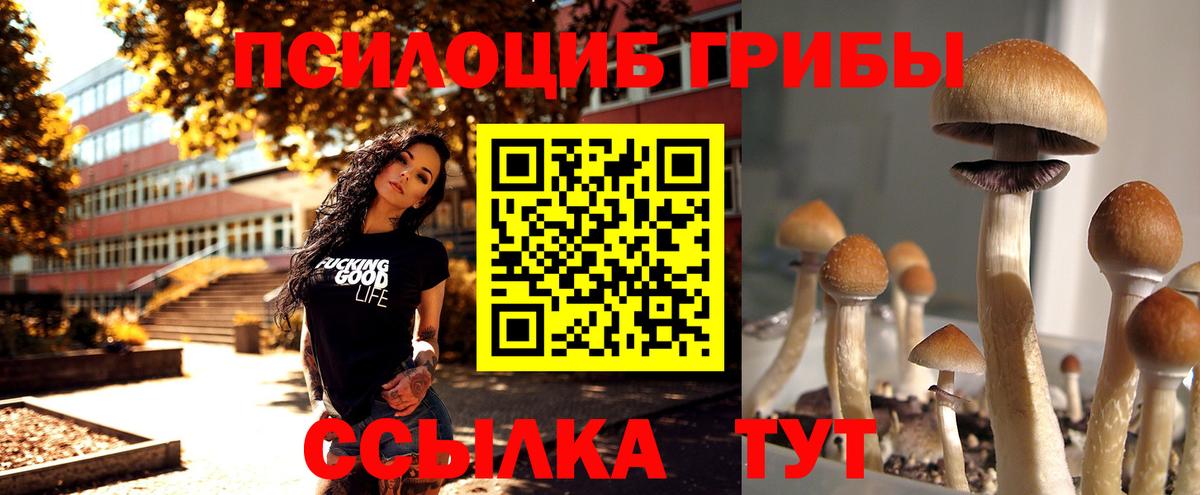 Брянск  Псилоцибиновые грибы Cubensis  Вход с VPN 